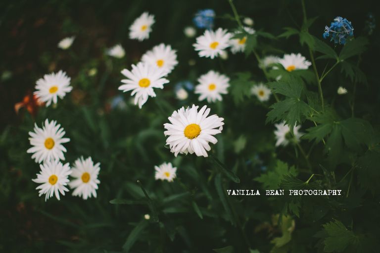 Vanilla Bean Photography Davis wedding (183)