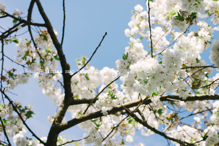 Vanilla Bean Photography Richardson Wedding 2016 (3)