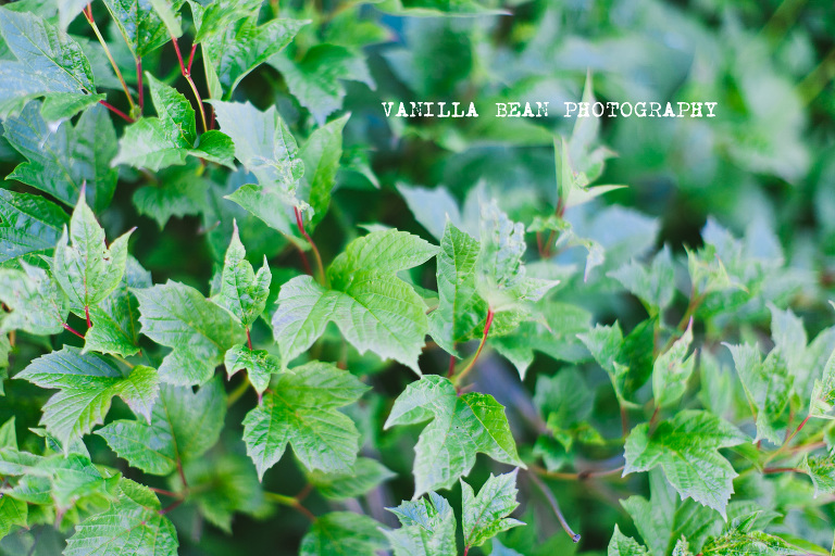 Vanilla Bean Keilah Rojas Anchorage Mini Sessions (2)