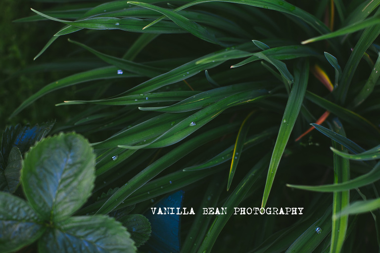 Vanilla Bean Keilah Rojas Anchorage Mini Sessions (3)